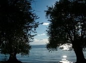 Two trees