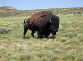 Bull Buffalo