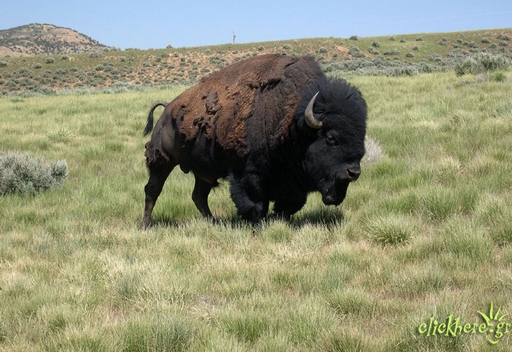 Bull Buffalo
