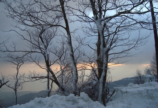 Snowy tree