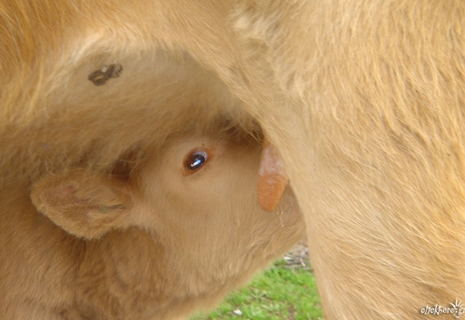 Beautiful cow