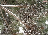 Snowy fir tree