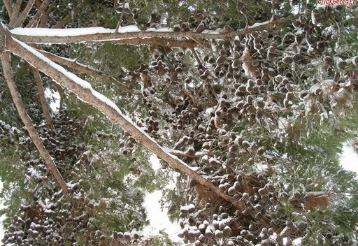 Snowy fir tree