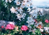 Balcony flowers