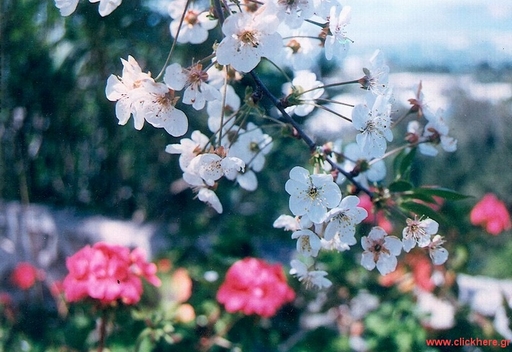 Balcony flowers