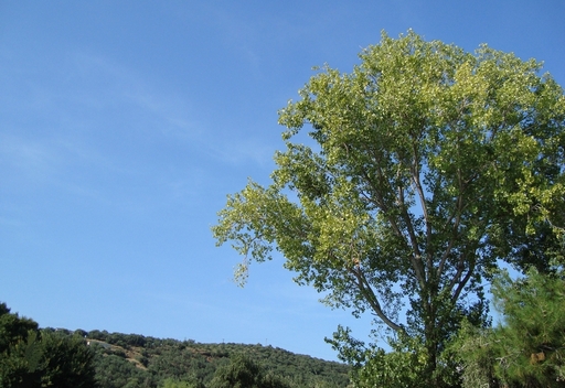 Ανατολή