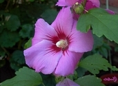 Hibiscus
