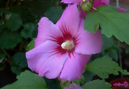 Hibiscus