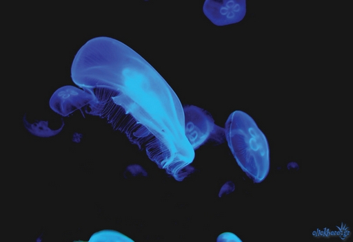 Jellyfish