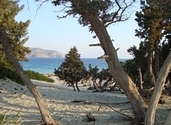 Κέδροι και θάλασσα
