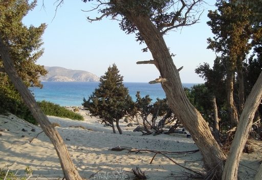 Κέδροι και θάλασσα