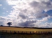 Field