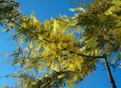 Mimosa