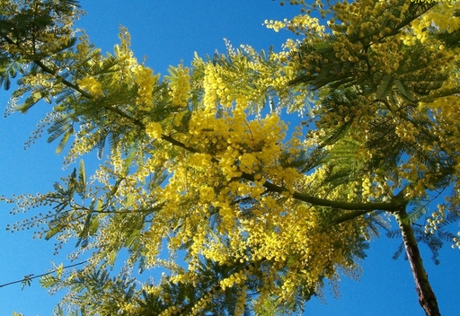 Mimosa