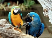 Parrots