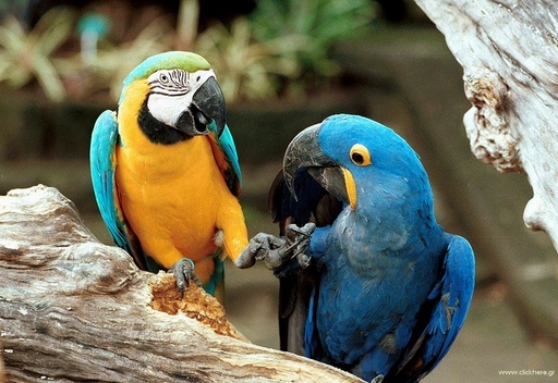 Parrots