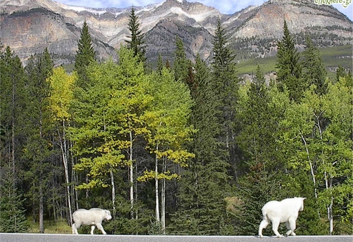 Taking a stroll while enjoying the mountain view