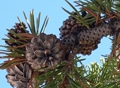 Pine Cone
