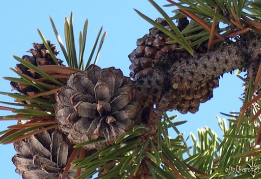 Pine Cone