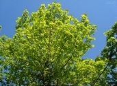 Platanus