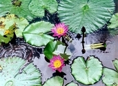 Pond