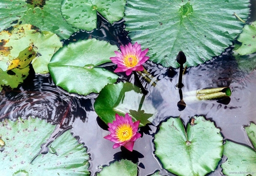 Pond