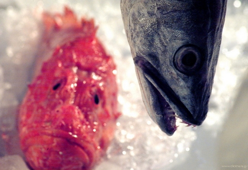 Fish