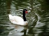 Swan