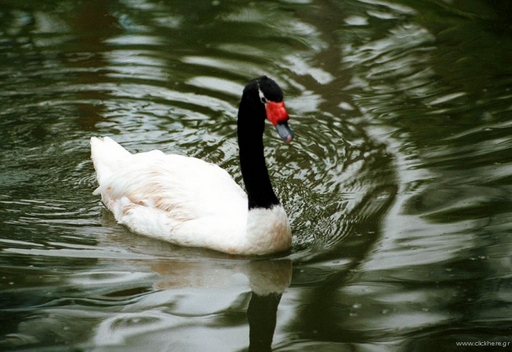 Swan