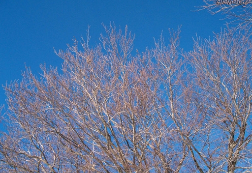 Naked trees 2