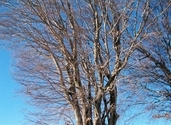 Naked trees