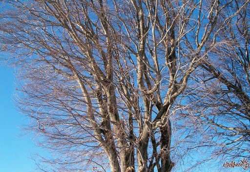 Naked trees