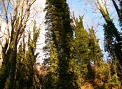 Wall of trees
