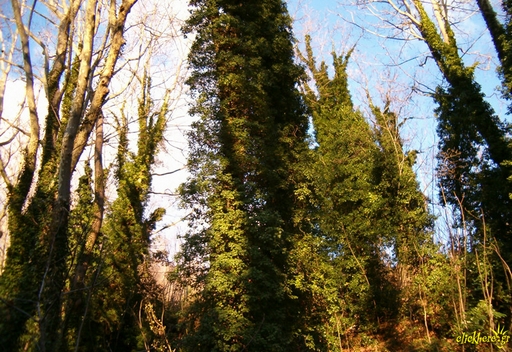 Wall of trees