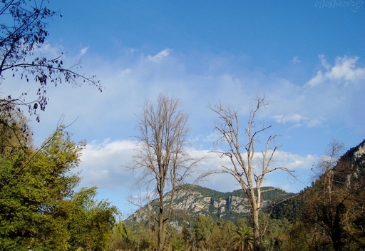 Δέντρα και βουνό