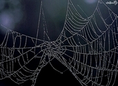 Spider web