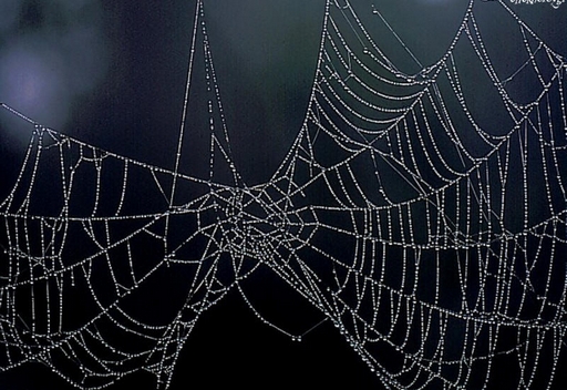 Spider web