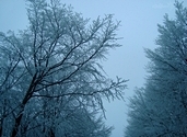 Snowy trees