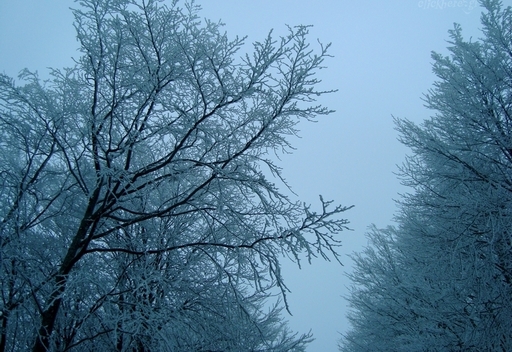 Snowy trees