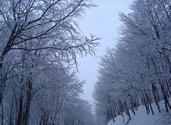 Winter trees